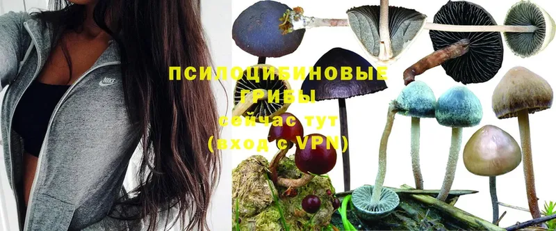 Псилоцибиновые грибы Magic Shrooms  купить закладку  Лукоянов 